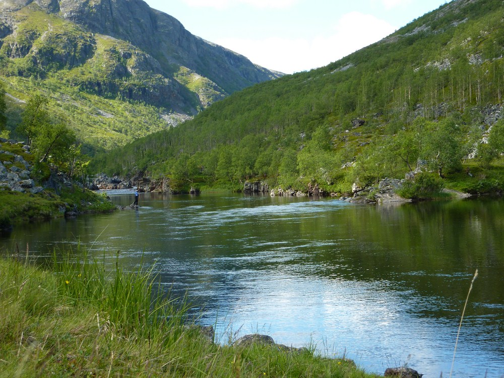 Parti fra Stabbursdalen