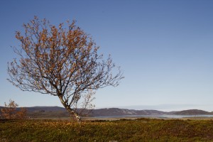 Stabbursneset, Riinakaisa