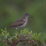 Grønnstilk - Foto: Ingar J Øien