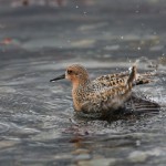 Polarsnipe - Foto: Tomas Aarvak