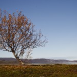 Stabbursneset, Riinakaisa