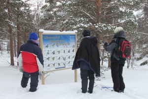 Skitur Stabbursdalen